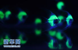 熒光魚亮相臺(tái)灣生物科技展